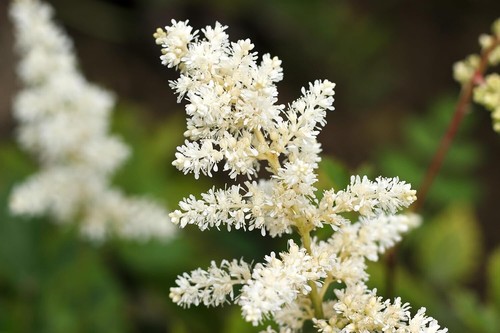 1 x Astilbe arendsii ‚Deutschland‘ (Winterhart/Stauden) Prachtspiere - Bild 4 von 8
