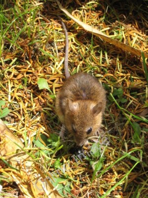 Foto 6x4 Eine freundliche Maus Tadden ich werde eine Vermutung riskieren, dass dies c2010
