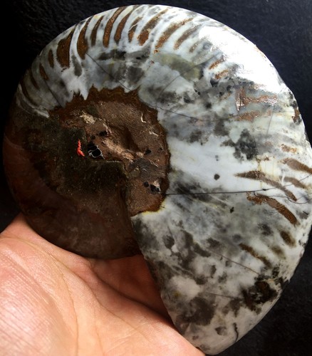 275g Rare Black Half of Split Ammonite Fossil Specimen Shell Healing Madagascar - Picture 10 of 10