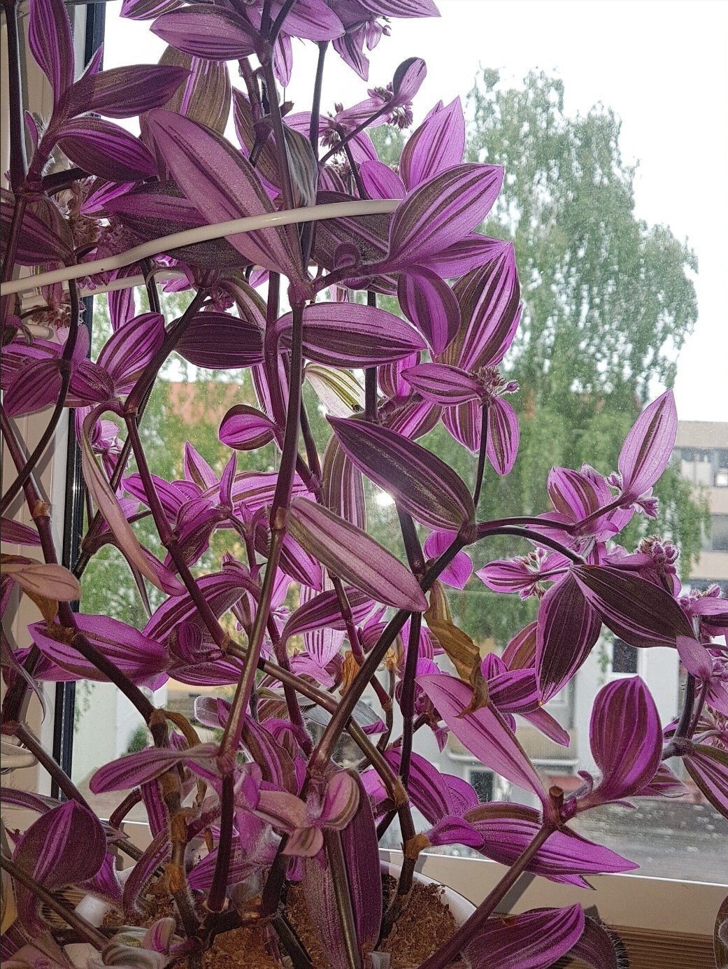 Bild 4 von 11