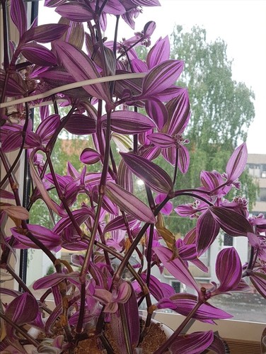 Cerinthoides Pink Variegata - Tradescantia Furry Hängepflanze Blossfeldiana - Bild 4 von 11