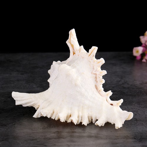Natural White Large Conch Shell Branched Murex Fish Tank Home Ornament Landscape - Picture 7 of 8