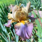 Tall Bearded Iris Rhizome "Obi-Wan Kenobi" Clarence Mahan 2003 Last One!