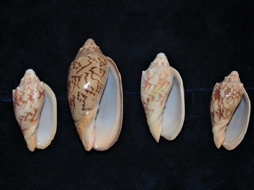 FOUR pcs BAT VOLUTE SEA SHELLS 2 to 3-1/2" BEACH DECOR CRAFT REEF NAUTICAL - Picture 11 of 12