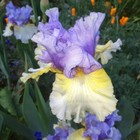Tall Bearded Iris Rhizome "Party'S Over" Duane Meek 2005