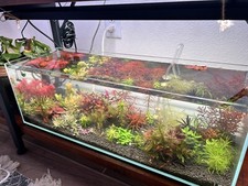 High Tech Aquarium Variety Pack 10 Clippings - 5 Different Plants