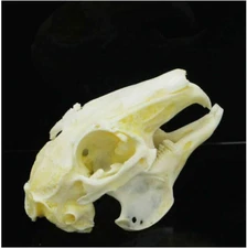 1Pcs Cottontail Rabbit Skull Specimen Animal Bone Specimen