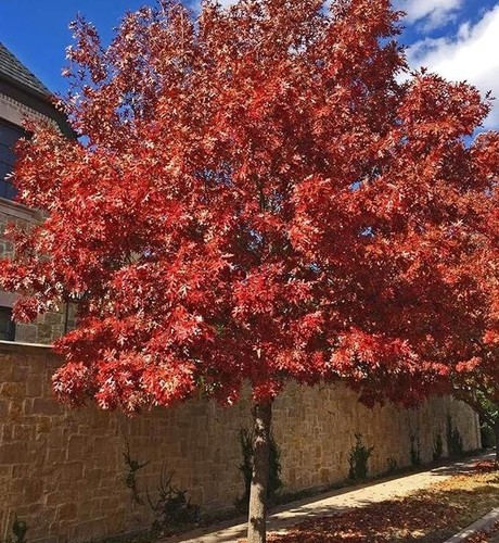 Willow Oak Live Tree – Dormant in Quart Pot | Quercus phellos, Fast-Growing - Picture 2 of 12