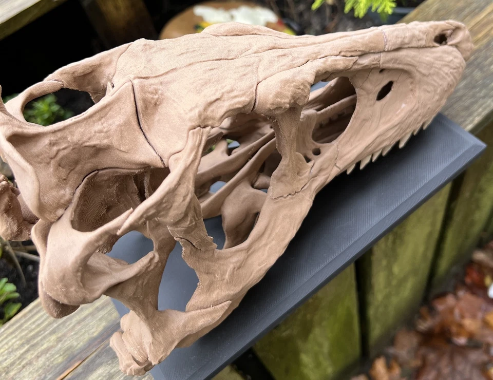 Réplica de calavera de bebé T-Rex tamaño real 1:1 - modelo fósil de dinosaurio impreso en 3D Foto 3 de 4