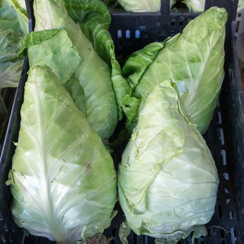 1/4 Lb Early Jersey Wakefield Cabbage Seeds - Everwilde Farms Mylar Seed Packet - Picture 2 of 2