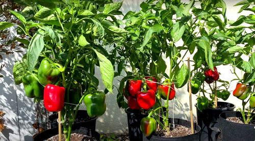 300+ CALIFORNIA WONDER BELL PEPPER SEEDS 🫑 | HEIRLOOM | SWEET | FREE SHIPPING - Picture 5 of 6