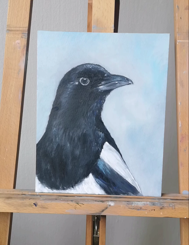 Magpie original oil painting Bird Wildlife Portrait 100% Handmade 9.4x11.8  in - Video 1 of 1