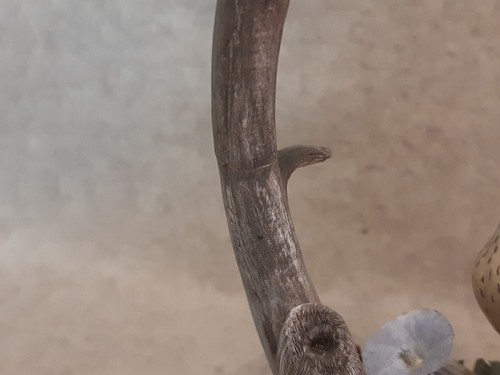 Par de señuelos decorativos tallados pájaros cantores marrón Thrasher pájaro cantor firmado HR Nichol - Imagen 14 de 17