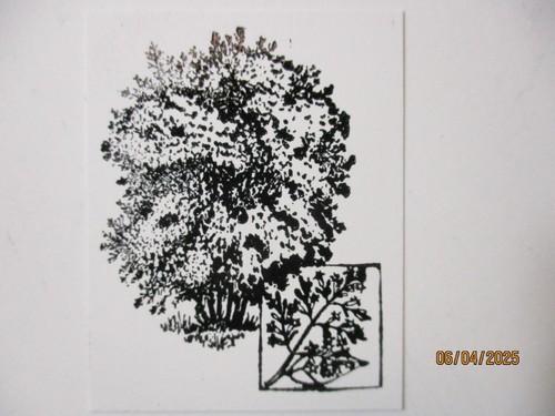 Printing Letterpress Printer Type Block Tree Print Cut - Picture 2 of 6