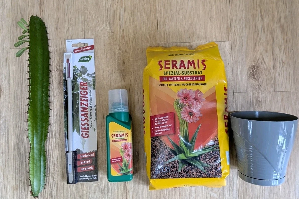 Immergrne Stecklinge Gemigte Pflanzen, Kakteen & Sukkulenten online  kaufen | eBay.de