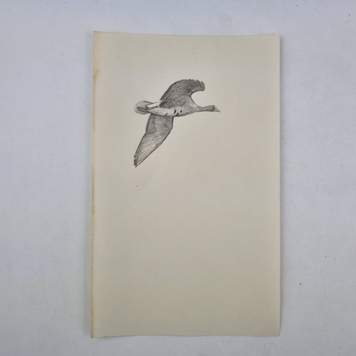 Sir Peter Markham Scott Unsigned Pencil Sketch Drawing Of A Flying Goose