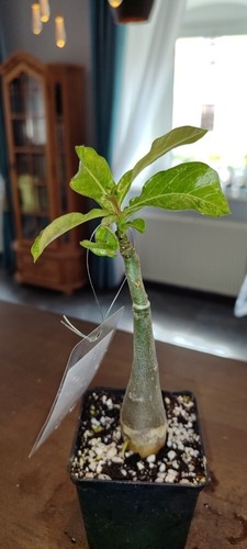 ADENIUM YOU JOAO WUSTENROSE SUCCULENT - Bild 5 von 13