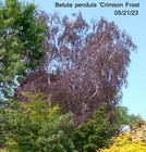 Betula pendula 'Crimson Frost' Birch, 25 seeds