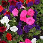 Petunia Seeds Dwarf Mix Nana Compacta Seeds (1000 to 10,000 Seeds)