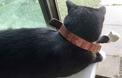 Collar de perro personalizado SKEETER cuero marrón 17" de largo, 1 pulgada de ancho resistente - Imagen 3 de 4