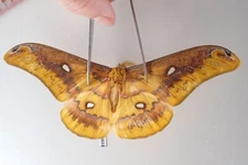 SA10033. Unmounted insects:  Rhodiniac sp. North Vietnam. Yen Bai