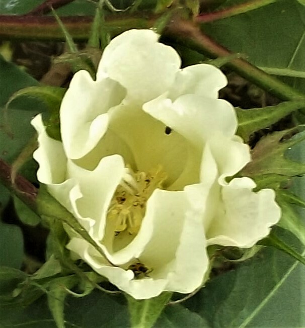 Picture 7 of 8