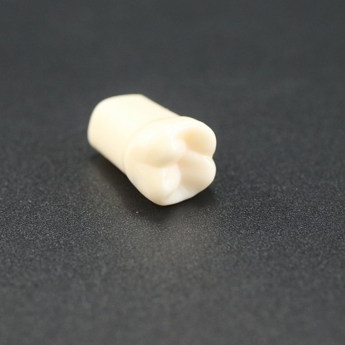 Para Kilgore Nissin 200 Dental Typodont Modelo Dientes Individuales Atornillable 10 un./paquete - Imagen 68 de 93