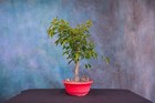 New ListingFicus Philippinensis Pre-Bonsai Tree! Great Nebari! Aerial Roots!