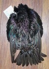 New ListingEuropean Starling fly tying material crafts feathers art hackle wings tail 628