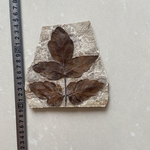 Fósil paleontológico único y auténtico A64 - Imagen 2 de 3