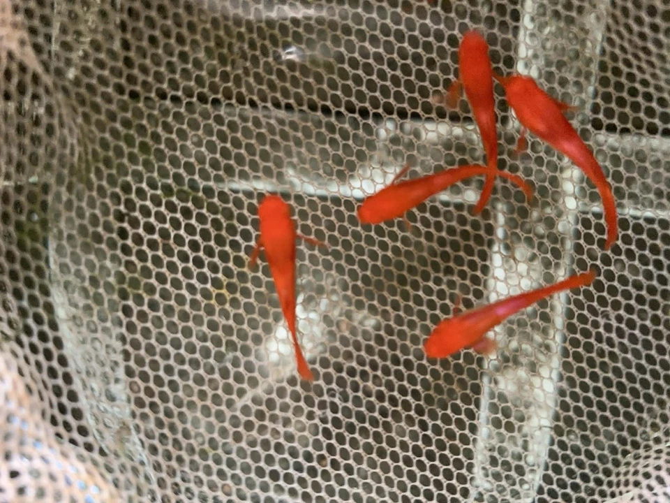 10+ ABINO KOI OREJA ROJA - Pez Guppy de Acuario Vivo - Alta Calidad VIP Excelente AA + Foto 3 de 4