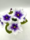 African Violet Dn-Magia Neba (Sky Magic) Big Starter Std