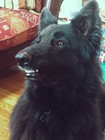sombradog