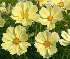 COSMOS SONATA YELLOW Cosmos Bipinnatus - 1,000 Bulk Seeds