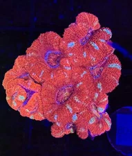 WYSIWYG Red Acan Lord Live Coral Frag SPS LPS for Reef Aquarium Tank
