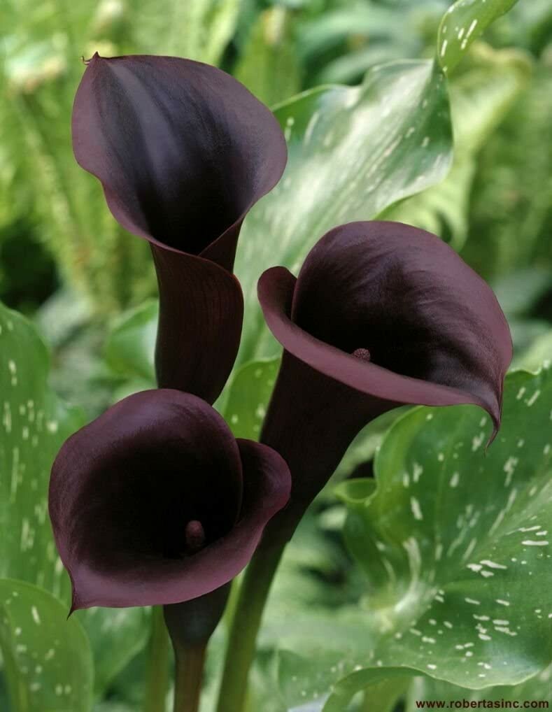 🌺🌺 Black Calla Lily Flowers Zantedeschia Aethiopica Plant