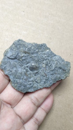 27g bryozoan Marine organisms Crinoid stem Shell specimen from Cambrian Period - Picture 3 of 9