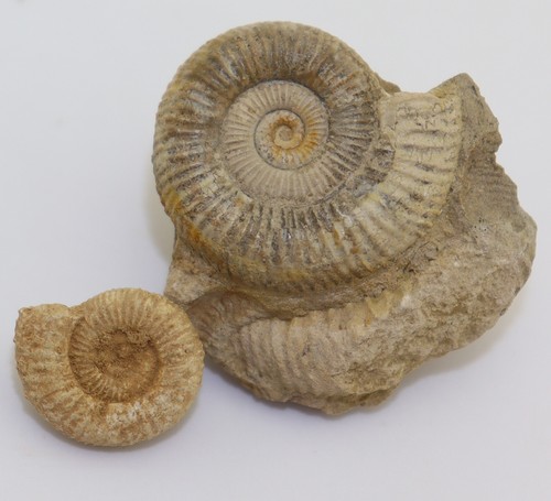 Ammoniten, Dactylioceras sp., Jura, Toarc, Feuguerolles, Normandie, FRA -L557 - Picture 6 of 7