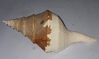310 mm ORIGINAL LIP Syrinx Aruanus Trumpet Seashell #AZ1 From Western Australia