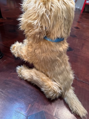 SkyRocket Moji the Lovable Labradoodle Dog & Collar Only TESTED WORKS See Video! - Picture 4 of 10