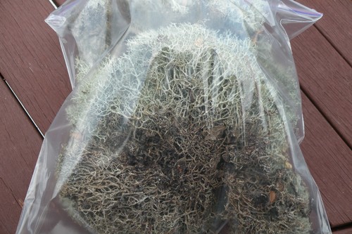 Live, Fresh picked Reindeer Lichen, A.K.A. Reindeer Moss. Frog, Gecko, Bonsai - Picture 4 of 7