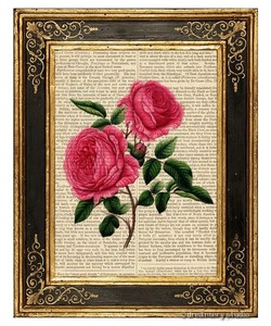 rose illust botanical illustration pink antique flowers