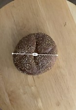 display faux food prop sesame seed keiser roll fake bake bread