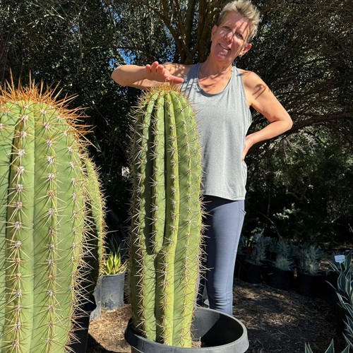 Echinopsis terscheckii cactus Cacti Succulent real live plant - Picture 22 of 27