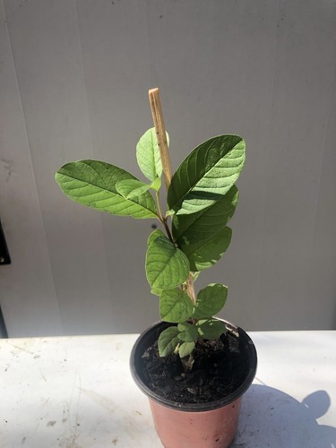 1 Guava Tree 10” With Pot Sweet Pink Guava Fruit Tropical Live Plant - Picture 2 of 4