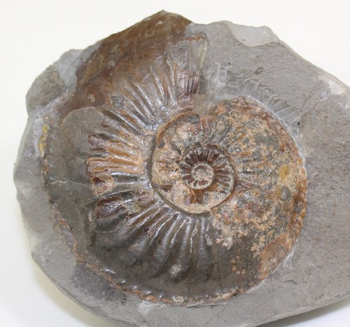 Ammonit, Amaltheus margaritatus, Jura, Pliensbach, Lixhausen, Frankreich -b734 - Picture 1 of 4