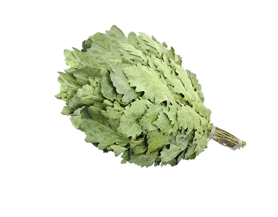 Eichenreisig 10 x 50-60cm Eichenquast Eichenzweig Sauna Wenik Banja Saunazubehör - Bild 2 von 2