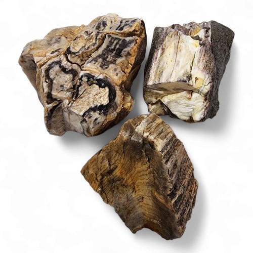 Opalized Petrified Wood Specimens 258.3 grams.