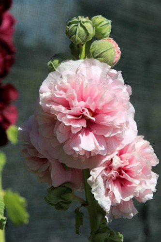 50 CARNAVAL DE VERANO HOLLYHOCK Doble Mezcla Colores Semillas de Flores Alcea Rosea - Imagen 15 de 23
