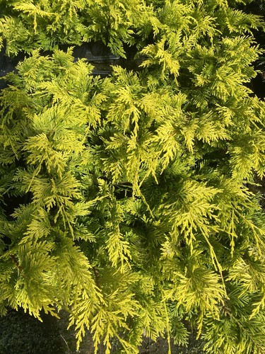 10X HEDGING CONIFER GOLD RIDER TREES 30 CM PLANTS 9CM POTS LEYLANDII EVERGREEN - Picture 3 of 3